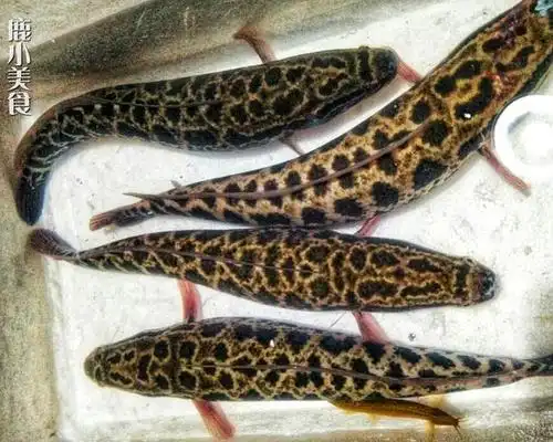 三:轻按鱼肉绵软如淤泥