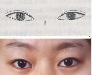 属较美的一种眼睛,外眦角大于内眦角,外眦略高于内眦,睑裂细长呈