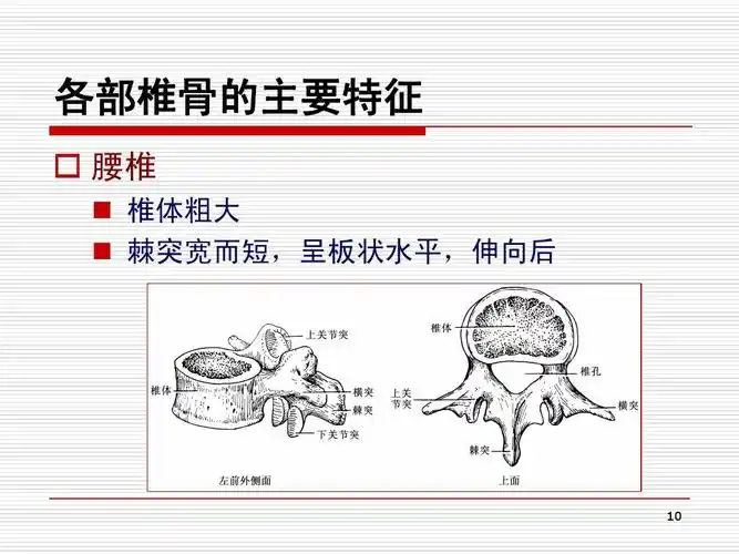各部椎骨的主要特征   腰椎   椎体粗大   棘突宽而短,呈板状水平