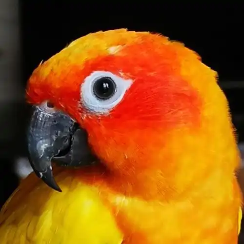 品种:金太阳(合法饲养)名字:阳阳性别:男年龄5#手养鹦鹉  #生活