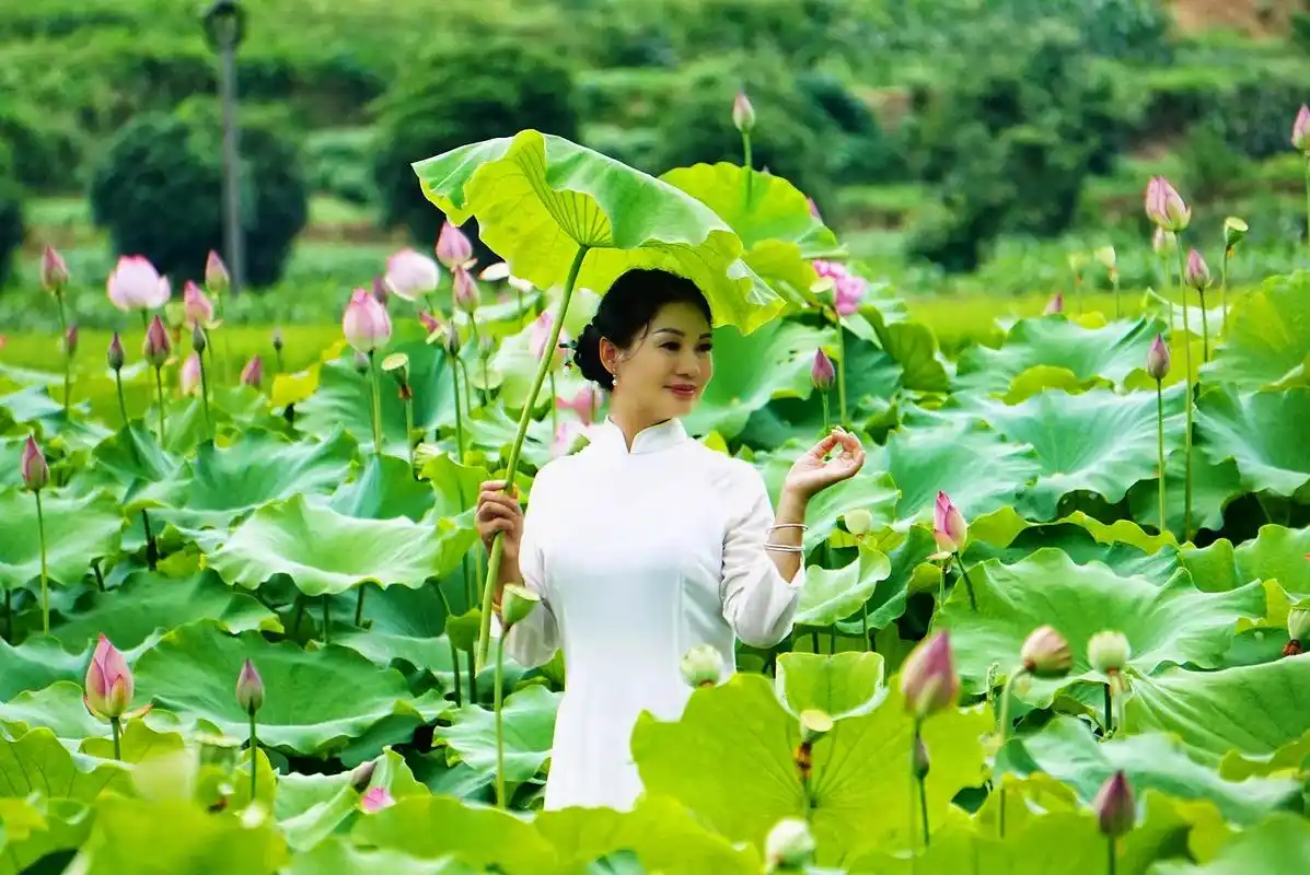 夏日荷花 小荷才露尖尖角,今日荷花别样红~今日小暑#湾头桥 - 抖音