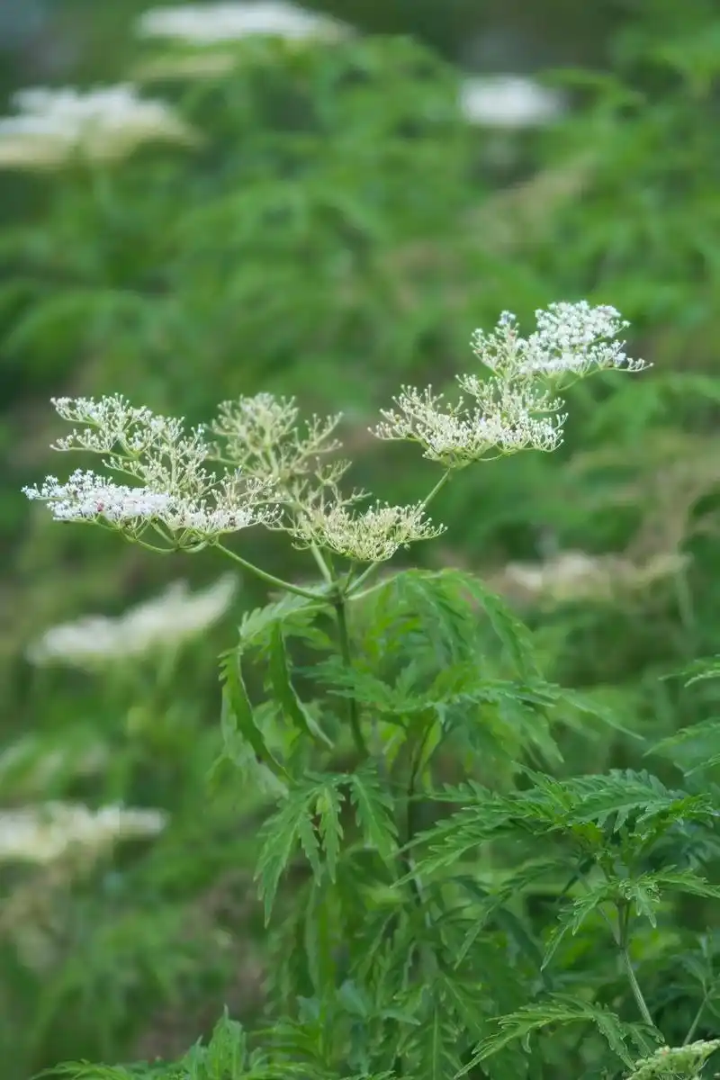 药用植物|接骨草.接骨草(sambucus javanica - 抖音