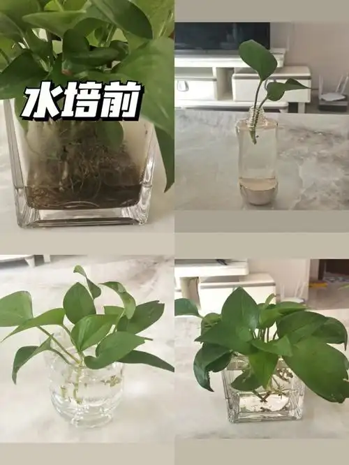 水培绿萝(水培绿萝的方法)