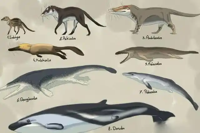 而鲸类最早的祖先之所以有了之后的