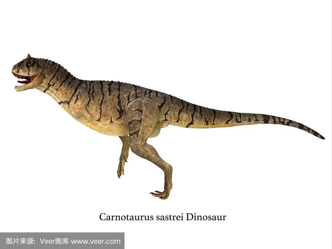 恐龙,食肉牛龙,侧面像,侧面视角,水平画幅