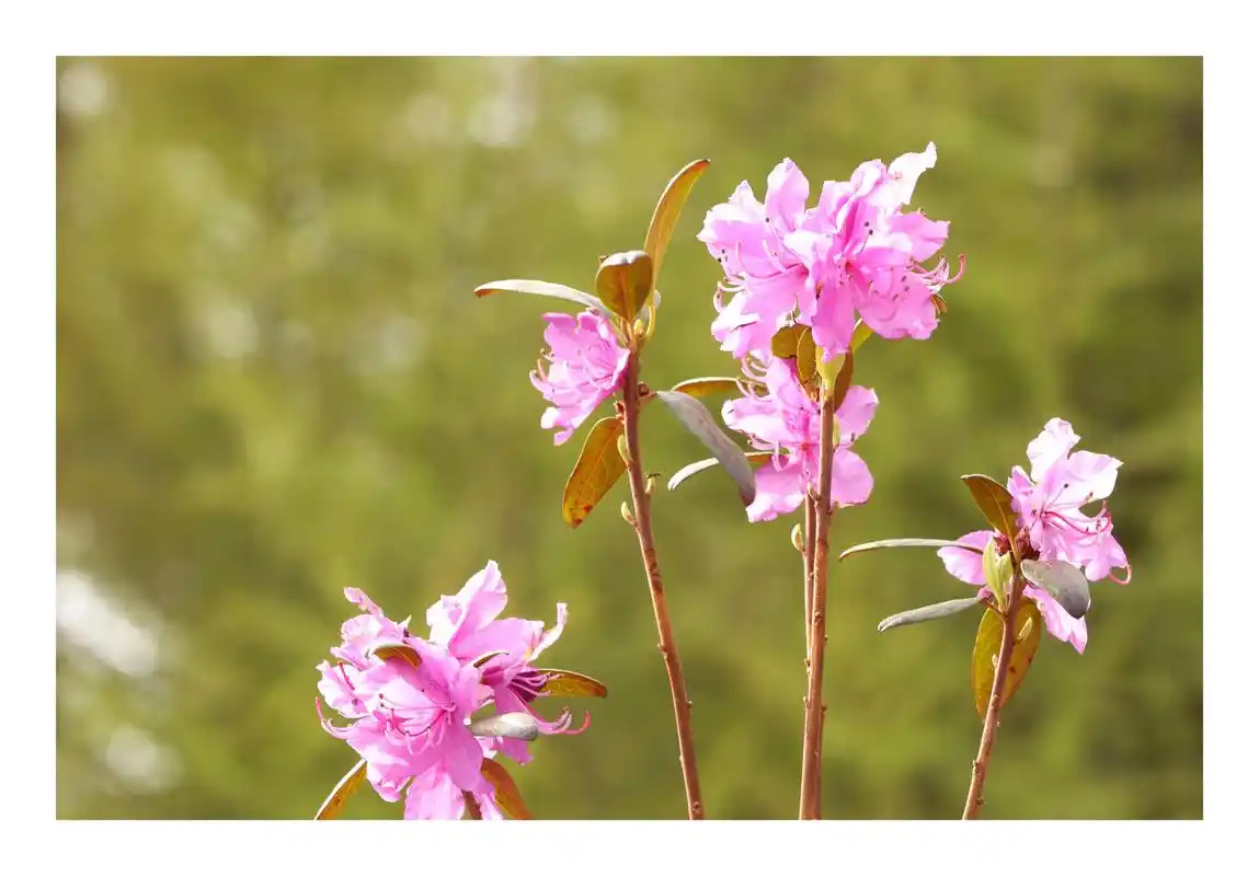 我的摄影日记 兴安杜鹃(别名:映山红,达子香)是杜鹃花科, - 抖音
