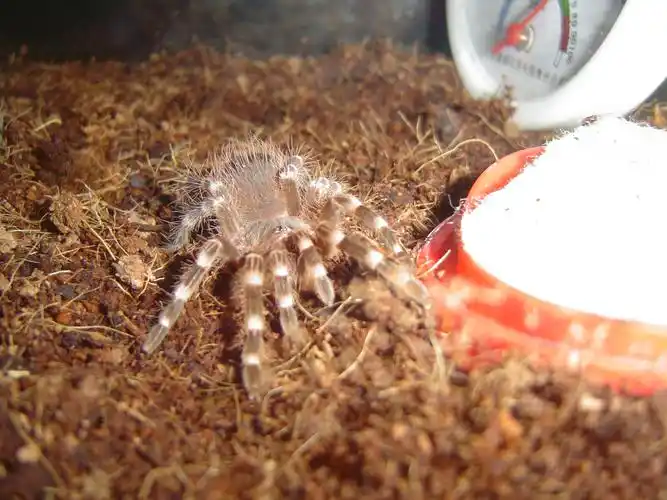 新入手白七1只 1个小问题 - 蜘蛛专版 - 爬行天下 - powered by