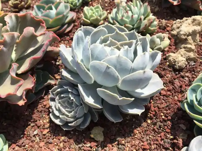 白色系多肉之圣卡洛斯强推款