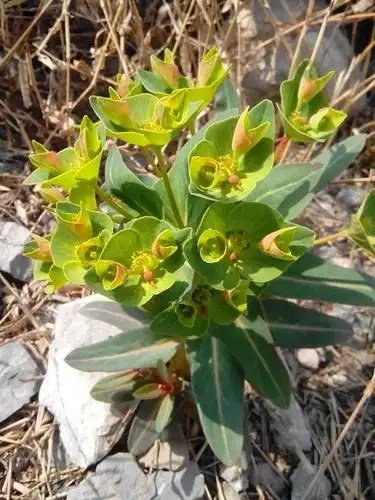 今天 12:09 提问者采纳 是狼毒大戟.