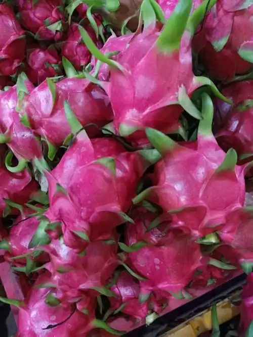 越南白心火龙果