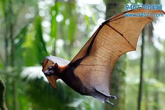 马来大狐蝠,双翼打开长达2米成为世界上最大的蝙蝠