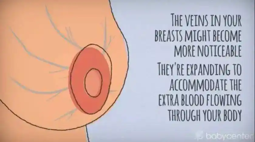 怀孕期间,你的乳房会发生这七种变化!_胸部