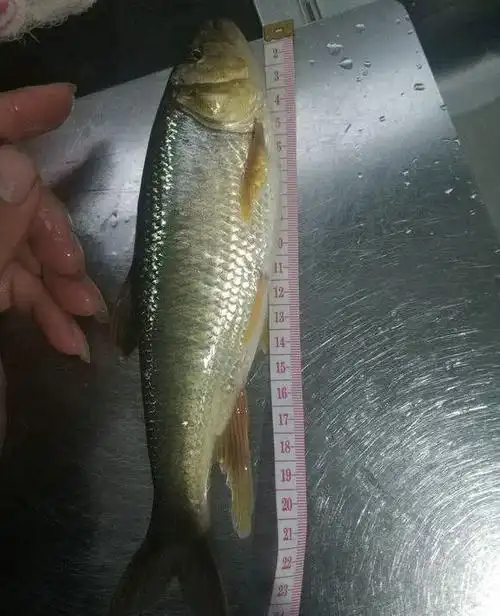 马口鱼能长这么大广西溪流马口鱼体型堪比矿泉水瓶