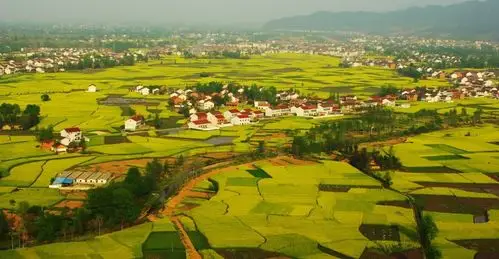 作为汉中春季一道靓丽的景致线,每年这个时候开始,汉中盆地和浅山丘陵