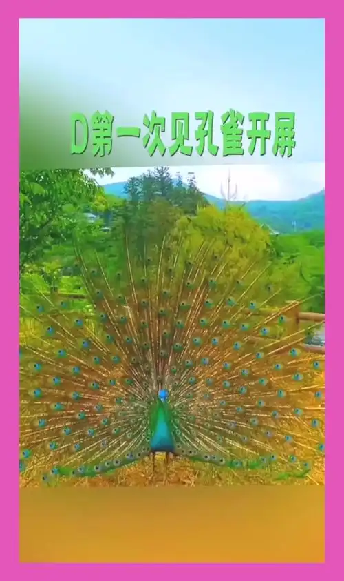 搞笑段子#第一次见孔雀开屏,真的是太美了,据说看见的人都会有好运