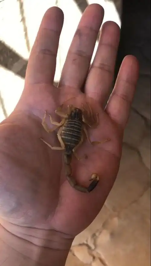 去年在埃及抓蝎子玩.今年在家躺着.好想出去浪呀