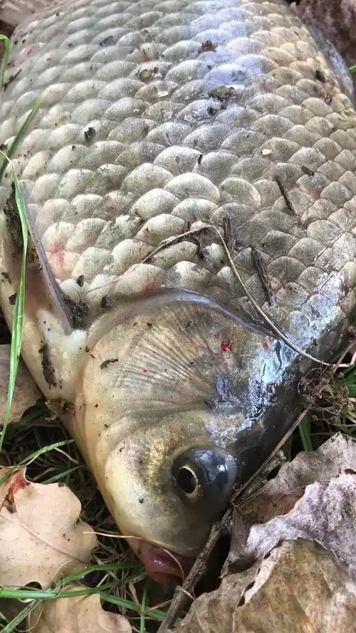 这鲫鱼起码10斤