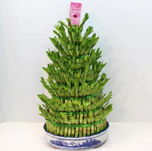 缘梦鲜花 8层节节高富贵竹 绿植 办公室内绿色植物 水养盆栽植物.