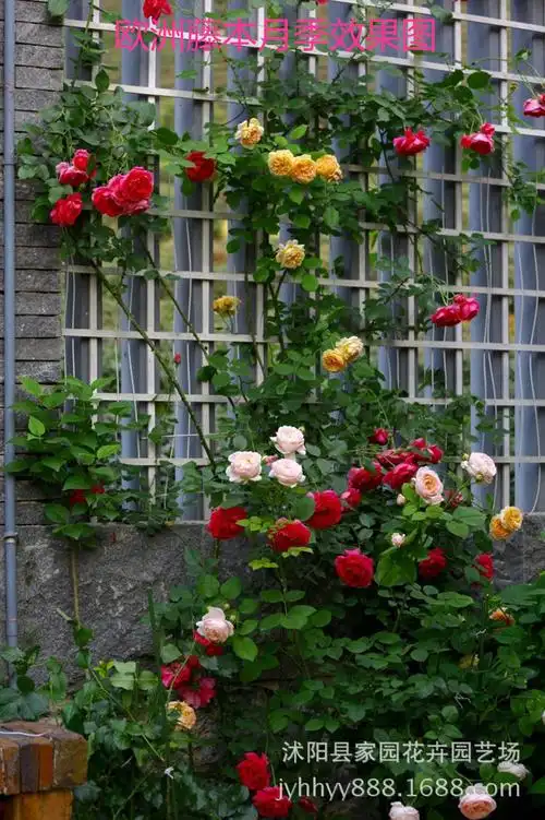 批发藤本月季欧洲月季花庭院爬藤多花种植盆栽花卉四季玫瑰花品种