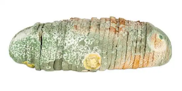 发霉的面包图片