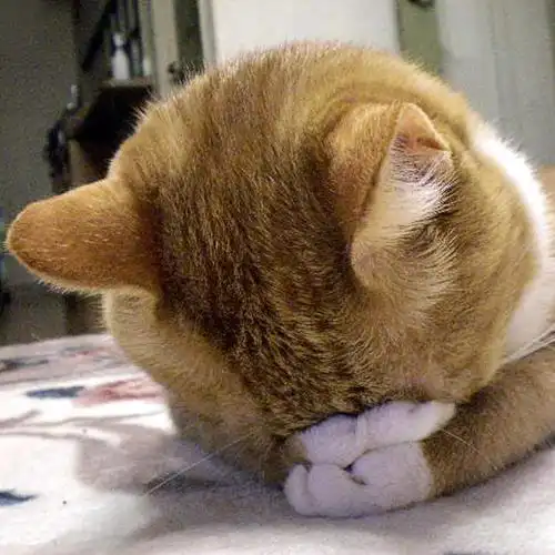 金色毛发的埋头捂脸的猫咪拜托了头像