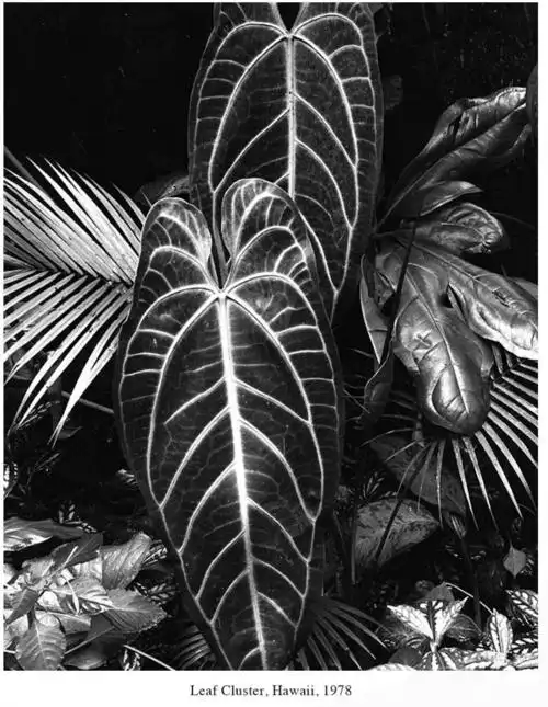 抽象派摄影大师布雷特·韦斯顿作品欣赏