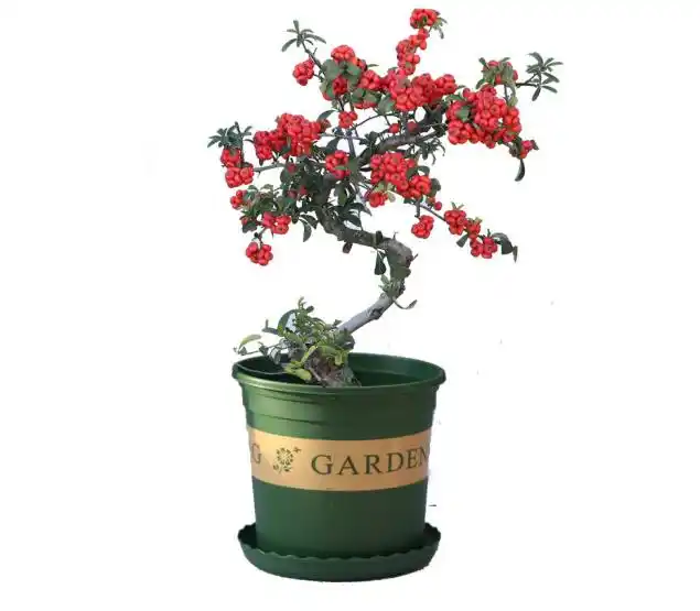 火棘盆景这样养护!满树挂红果,枝繁叶茂,观赏性很强