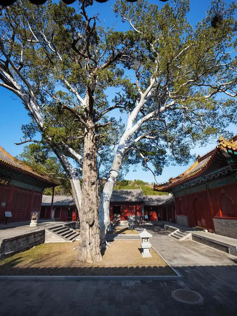潭拓寺,千年古刹的历史与文化 潭拓寺,这座坐落在北京市西山风景区内