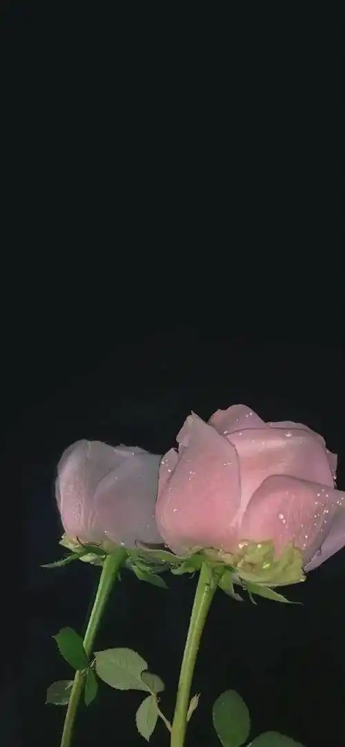 壁纸|很值得称赞的小众锁屏壁纸 676767_花香_时间