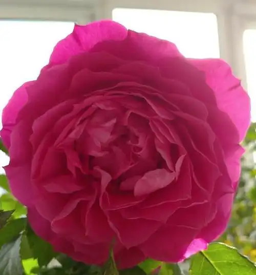 海神王阳台月季花简介及图片2