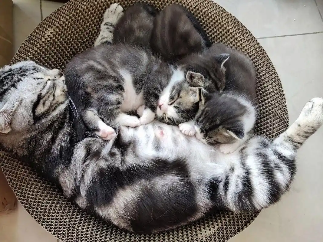 虎斑和蓝白生的宝宝是这样滴