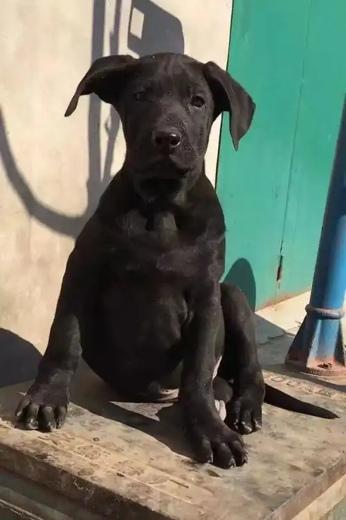 黑狼犬图片现在价格几个月大的好喂