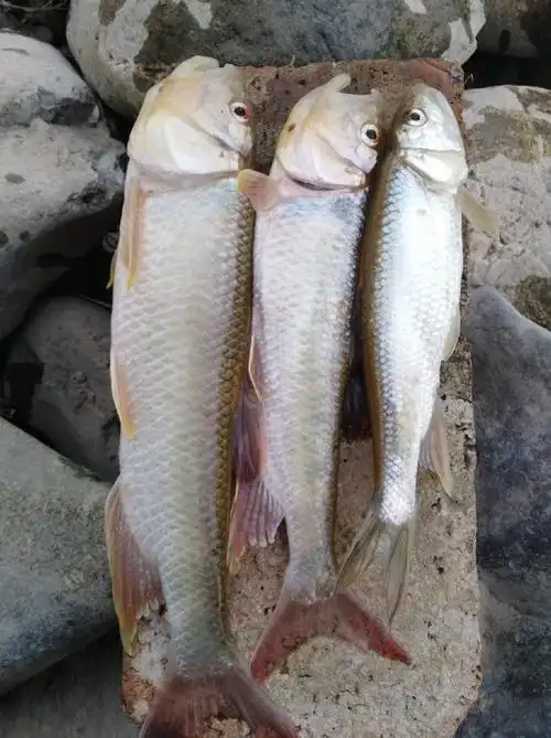 燕郊出发到门头沟路亚马口, - 钓鱼之家