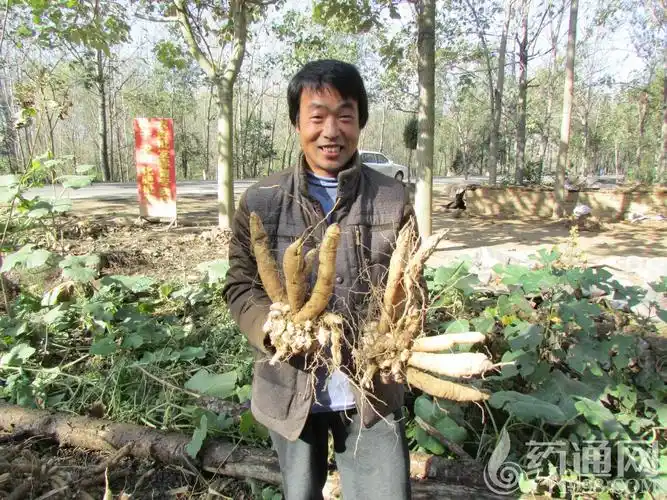 亳州地产玄参考察