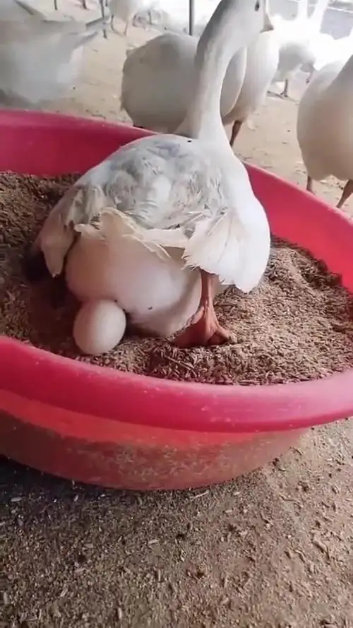 鸭子生蛋全过程