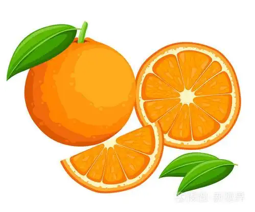 橘子的矢量插图. 装饰海报标志天然产品农贸市场矢量插图.