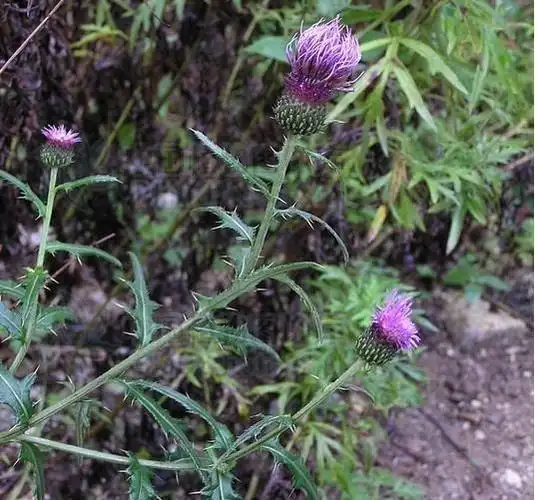 牛口刺(菊科蓟属植物)_搜狗百科