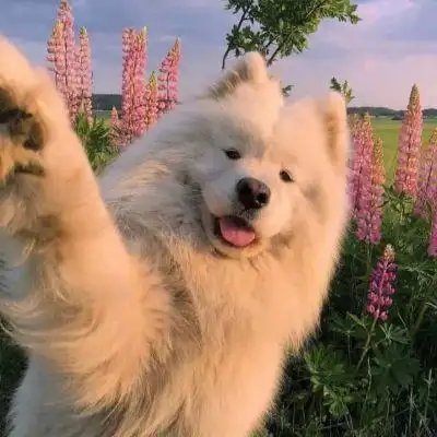 可爱狗狗头像_微信头像_我要个性网