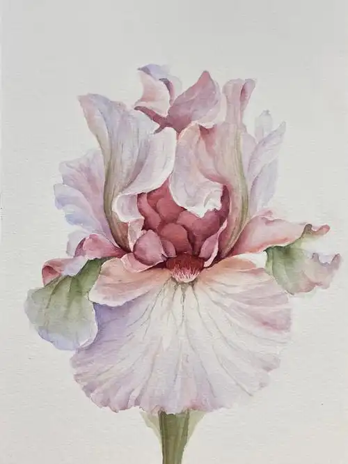 水彩画鸢尾花临摹附教程