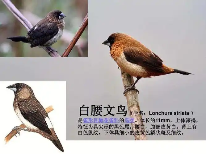 几种鸟类的科普