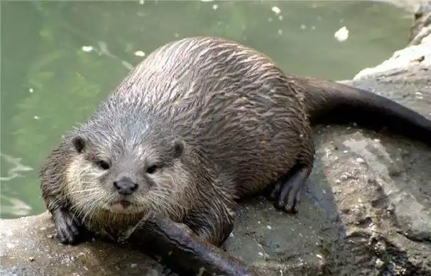 水獭猫,被收养后每天张开双臂求抱抱…好可爱(水獭猫为什么拖人下水)