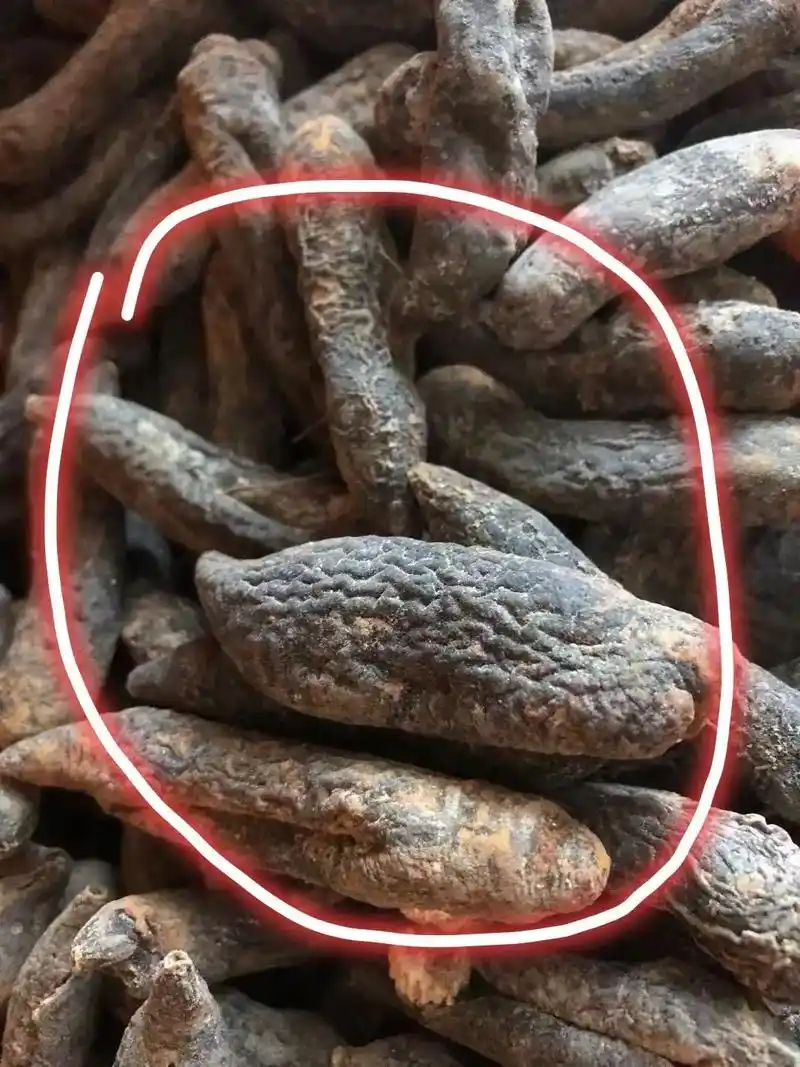 还是教大家识别一下海茄子吧,前面三张是海茄子和海