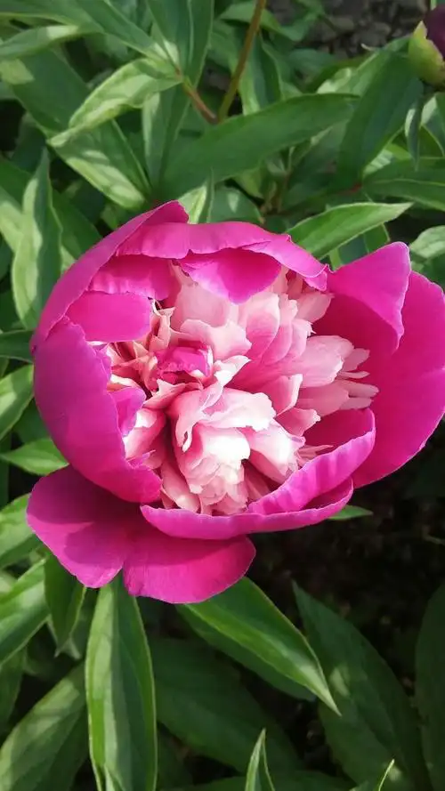 北秀公园草本牡丹盛花期