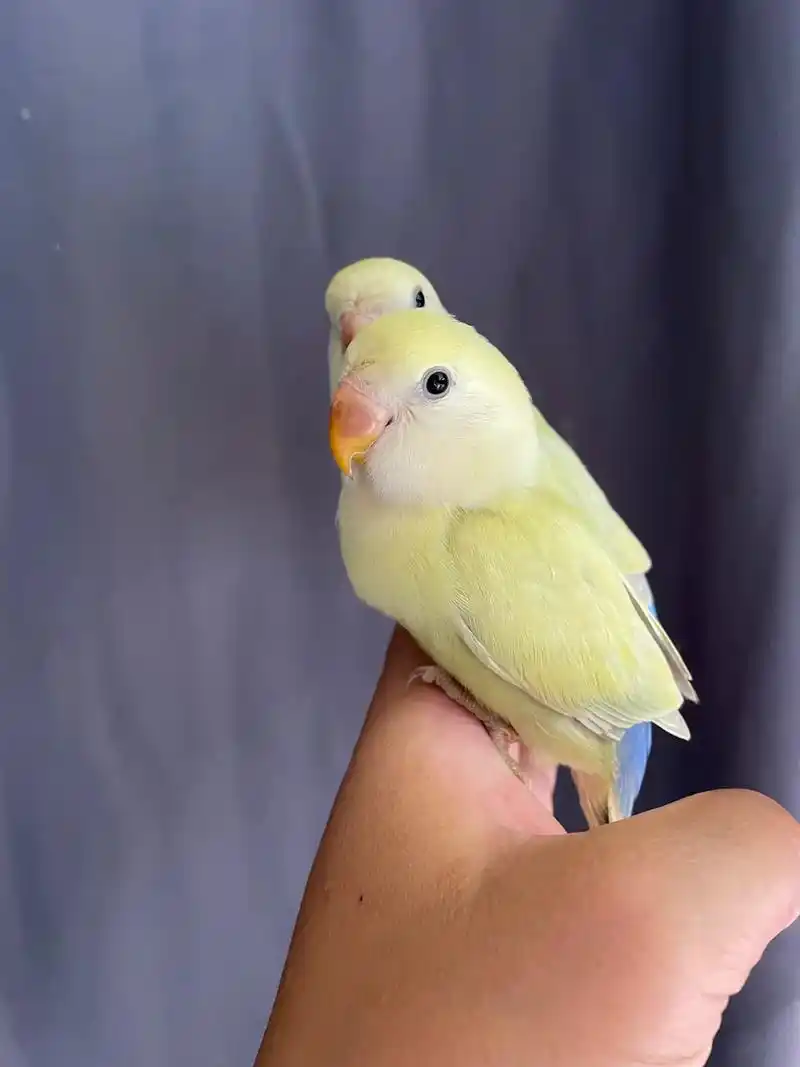 牡丹鹦鹉 #萌宠 金顶白面奥桂欣赏96 - 抖音