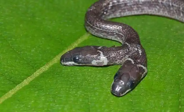 印度现罕见双头蛇,两个头部独立且完整,会互相争夺食物_动物_身体