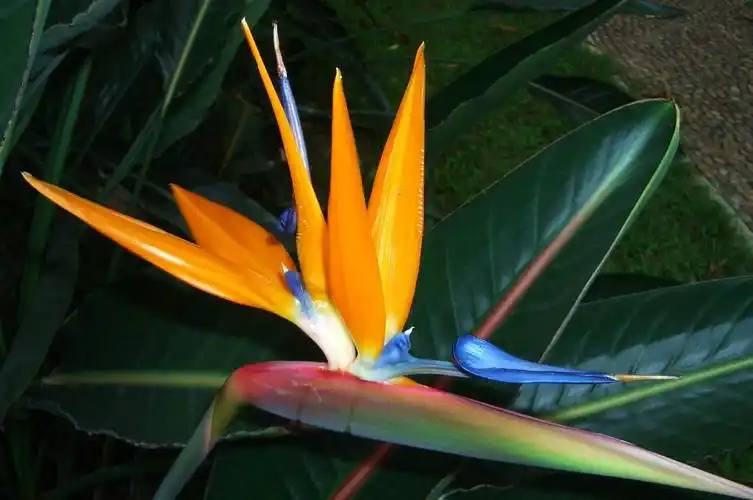 鹤望兰花图片鹤望兰图片鹤望兰植物图片