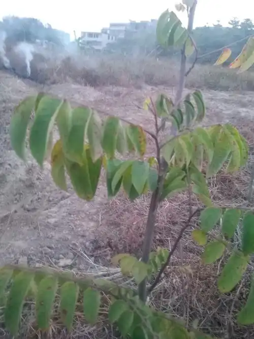 那个杨桃那个树叶有一点把深一点斑点