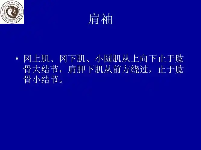 肩袖   冈上肌,冈下肌,小圆肌从上向下止于肱 骨大结节,肩胛下肌从