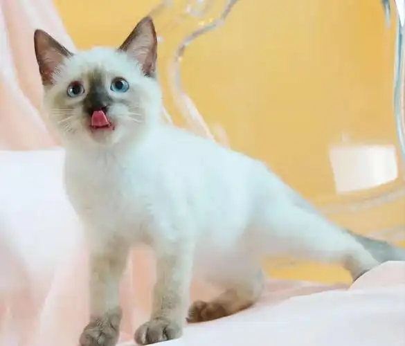纯种小暹罗猫乖巧粘人 漂亮蓝宝石眼睛泰国暹罗猫