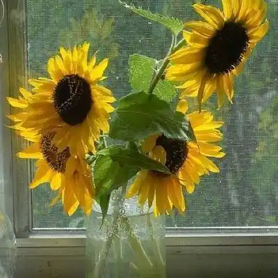 唯美向日葵微信头像图片阳光坚强的向日葵花